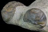 Struveaspis Trilobite (Small Eyed Phacopid) #68645-3